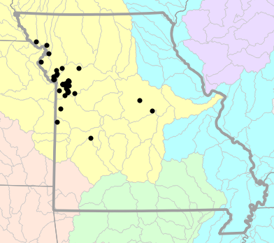 Major watersheds map for Gastrophryne olivacea (Western Narrow-mouthed Toad)